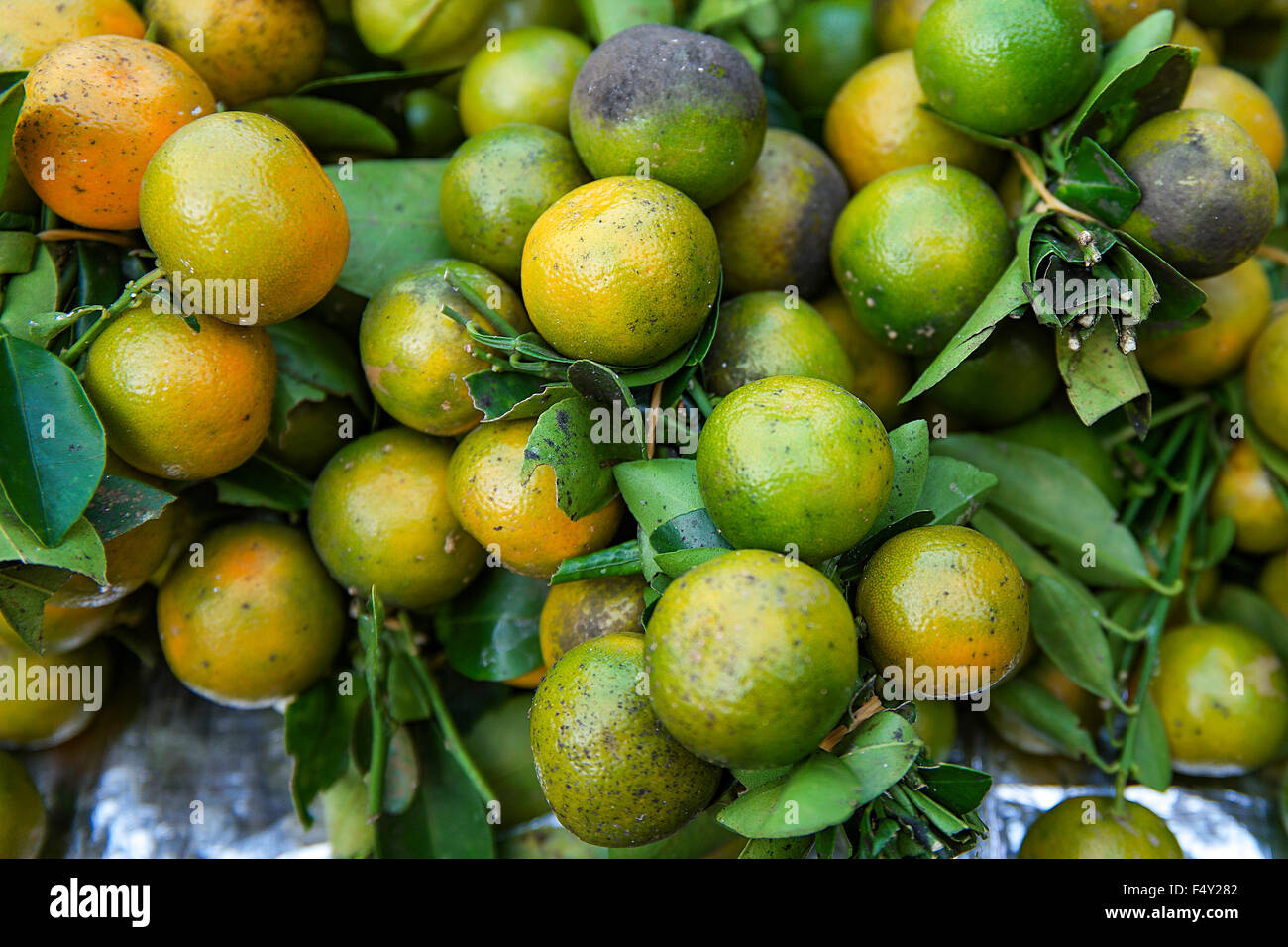 Freshly harvest Calamondin or calamansi lime selling at local sunday market. Focus pointed at the center and shallow DOF. Stock Photo