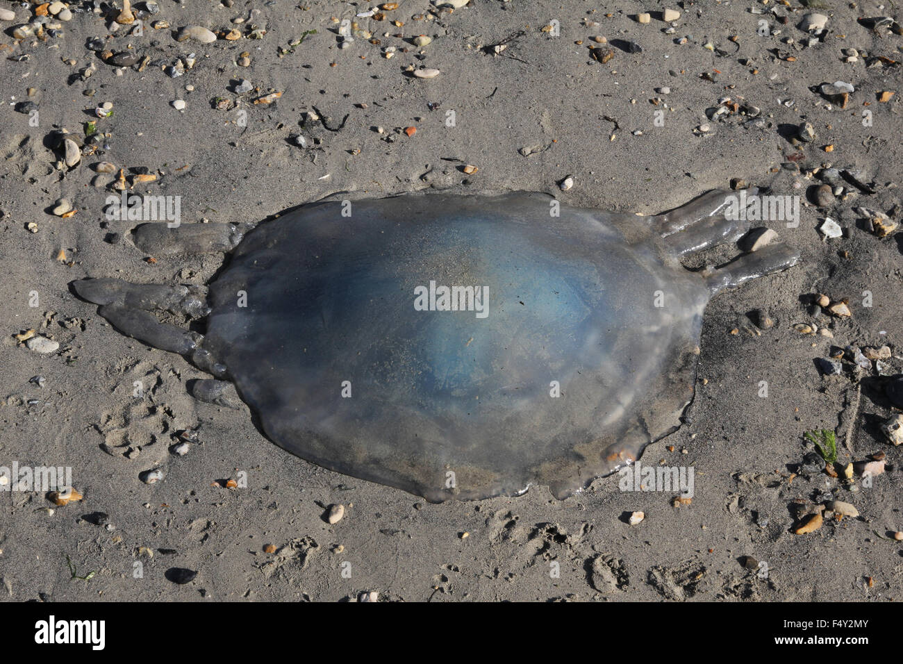 Barrel Jellyfish rhizostoma pulmo washed up on beach Stock Photo