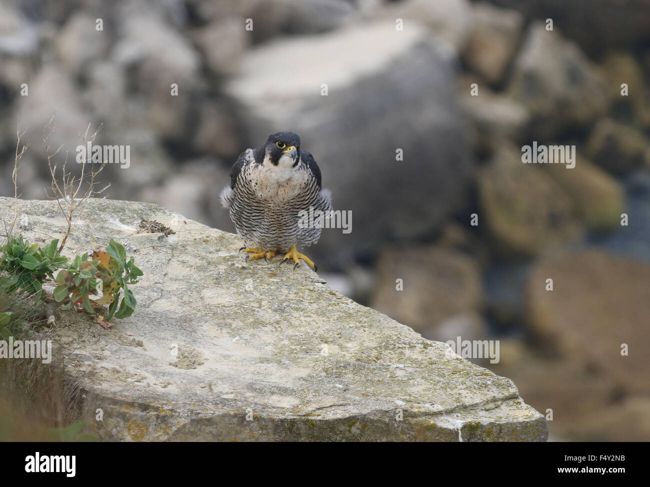 Peregrine Falcon falco peregrinus Stock Photo