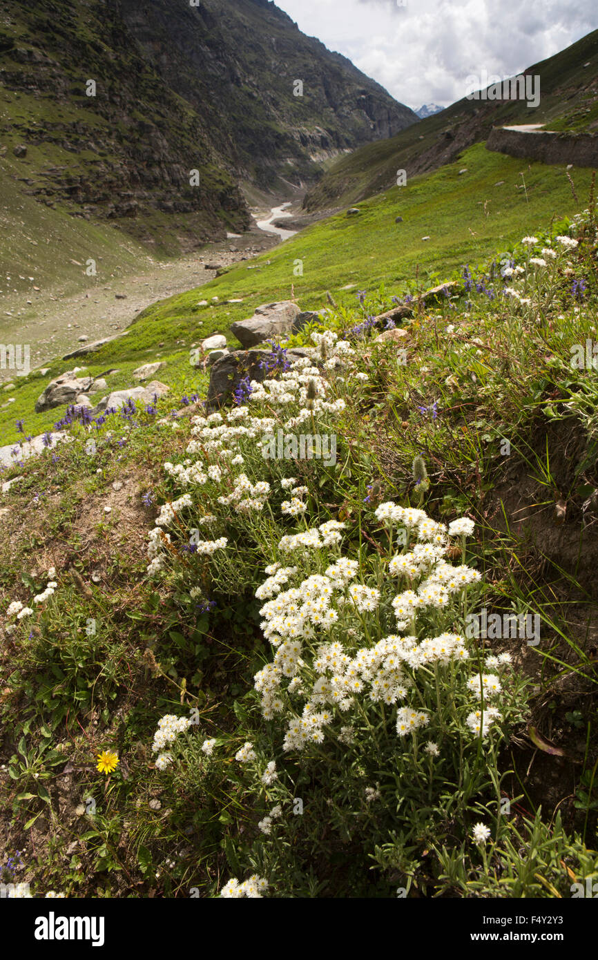 India, Himachal Pradesh, Lahaul Valley, Chhatru, pearly everlasting wild flowers Anaphalis margaritacea, beside beside Chandra R Stock Photo