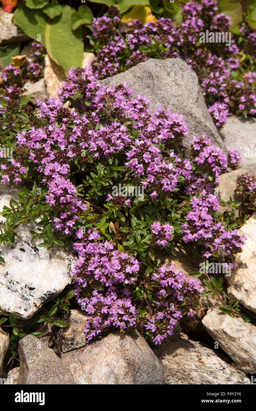 India, Himachal Pradesh, Lahaul Valley, Chhatru, tiny purple azalea flowers amongst rocks beside road to Spiti Stock Photo