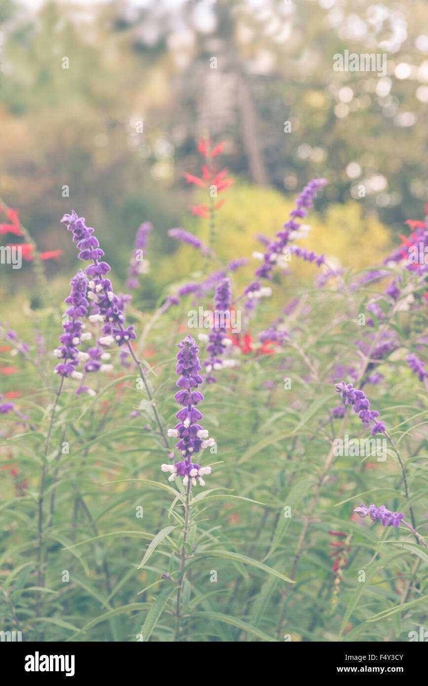 Floral, wild flowers, lavender, Stock Photo