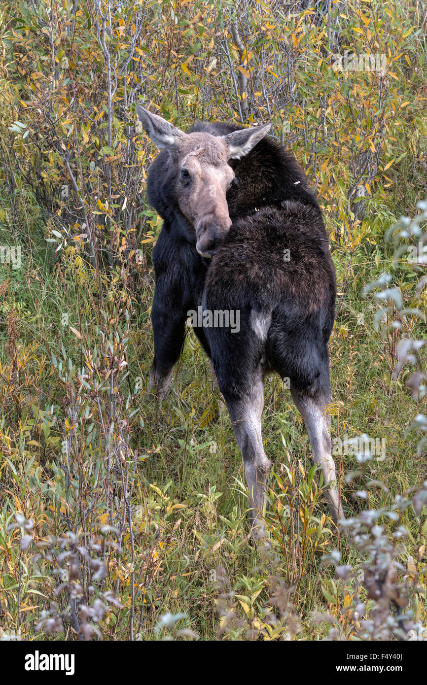 Moose cow grooming and feeding in willow Stock Photo