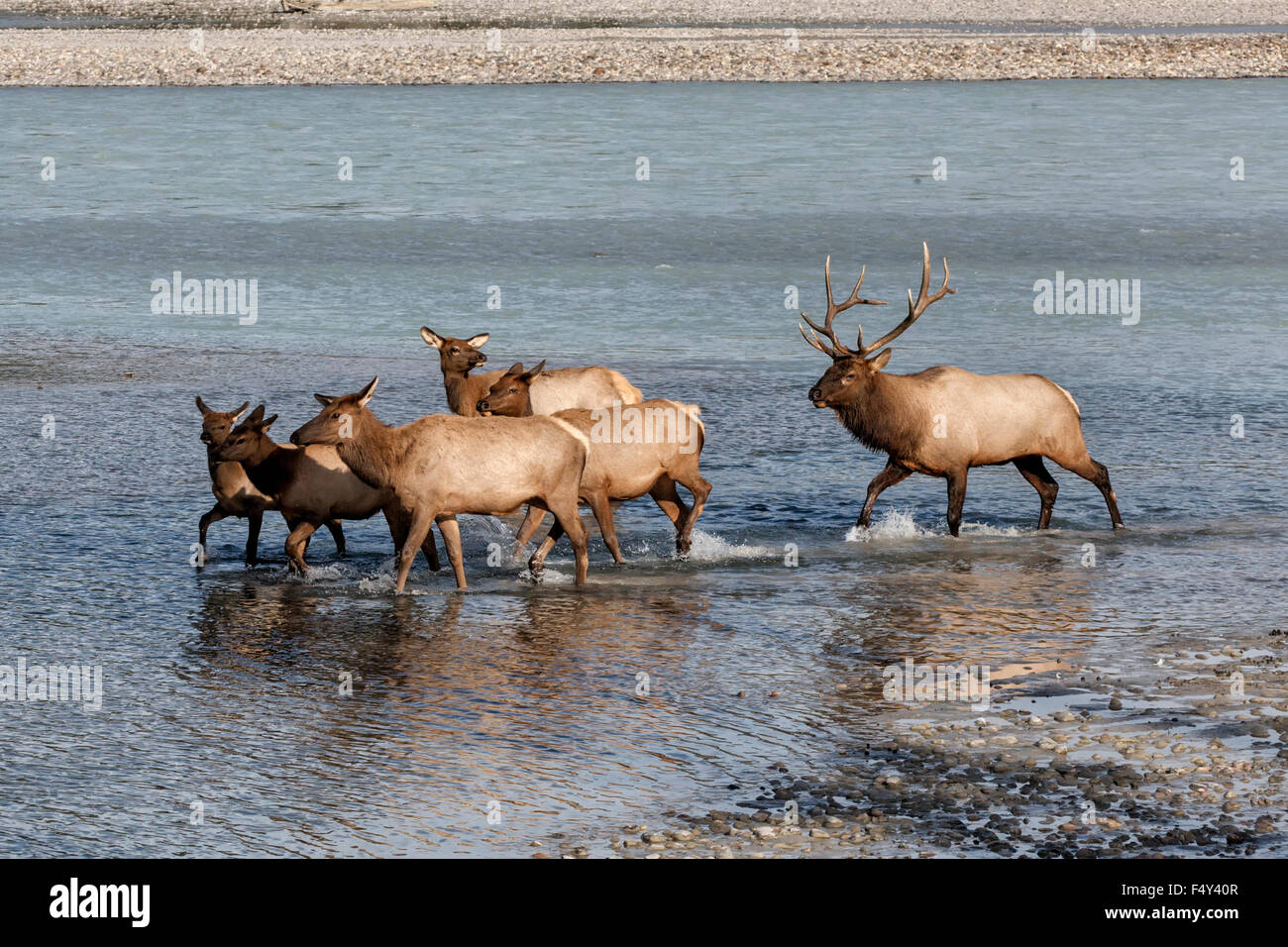 Bull Elk and cows Stock Photo Alamy