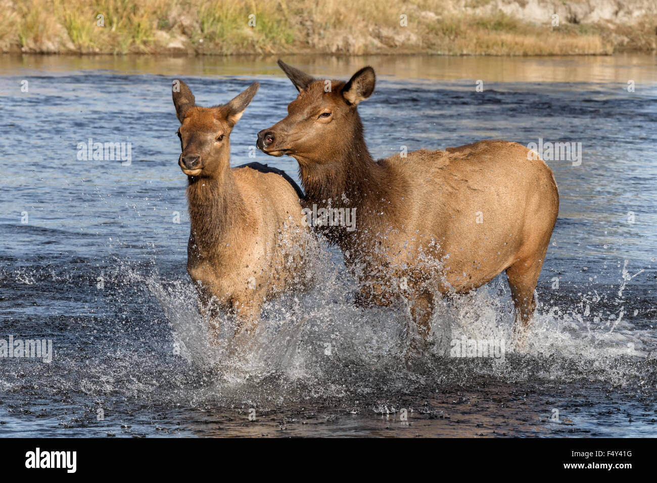 Elk cow chasing yearling calf Stock Photo Alamy