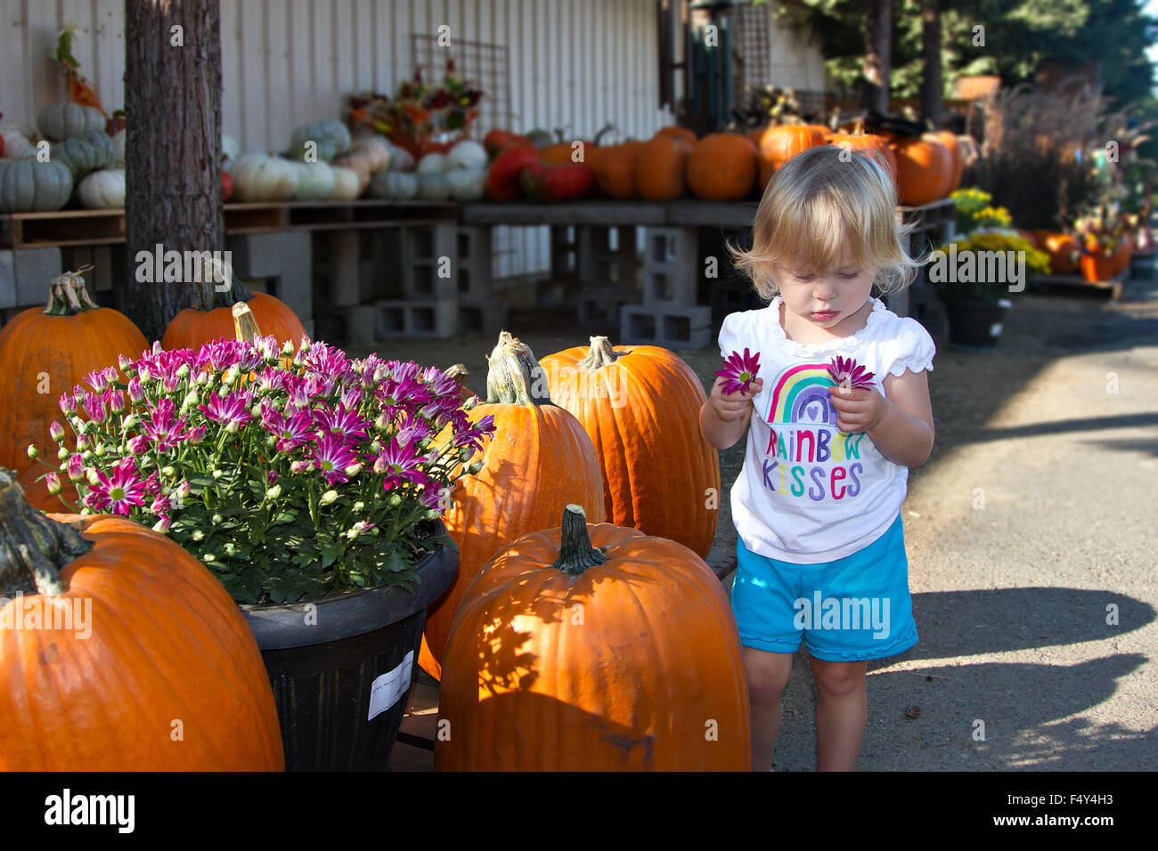 A young girl looking at a flower in front of a pumpkin display at a local nursery. Stock Photo