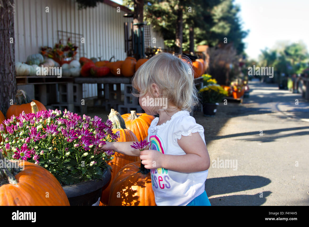 A young girl looking at a flower in front of a pumpkin display at a local nursery. Stock Photo
