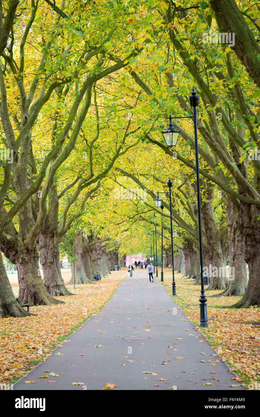 Cambridge, UK. 24th October, 2015. Vibrant autumn colours brighten an