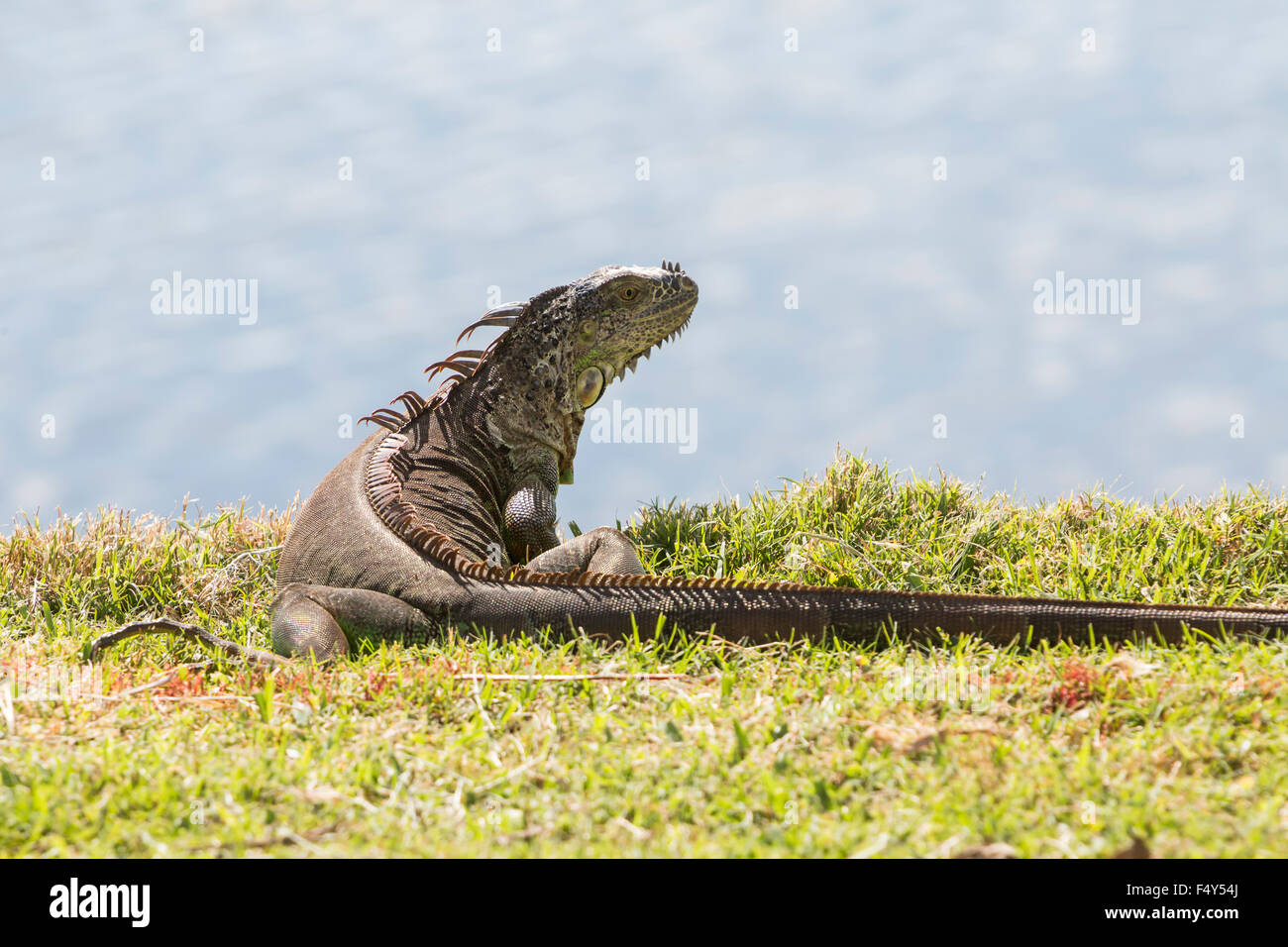 Iguana in the meadow. View from behind. Florida. Stock Photo