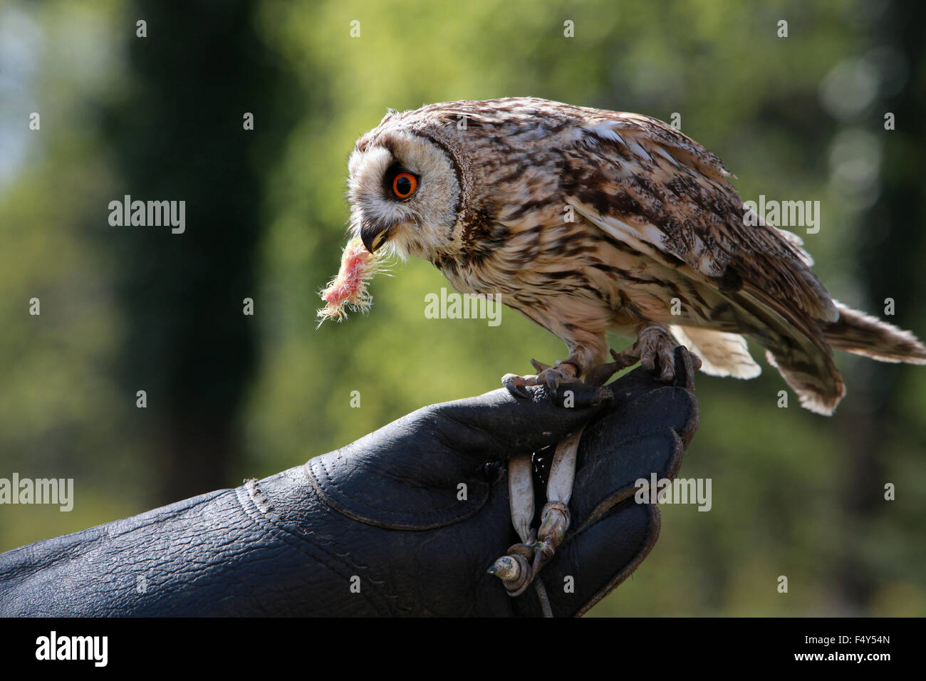 Kestrel sitting on hawkers hands and eating meat Stock Photo