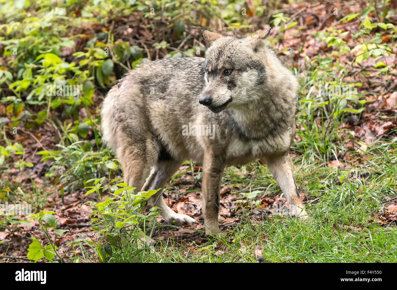 European wolf, Europaeischer Wolf, Canis lupus, wolf, CZECH REPUBLIC. Stock Photo