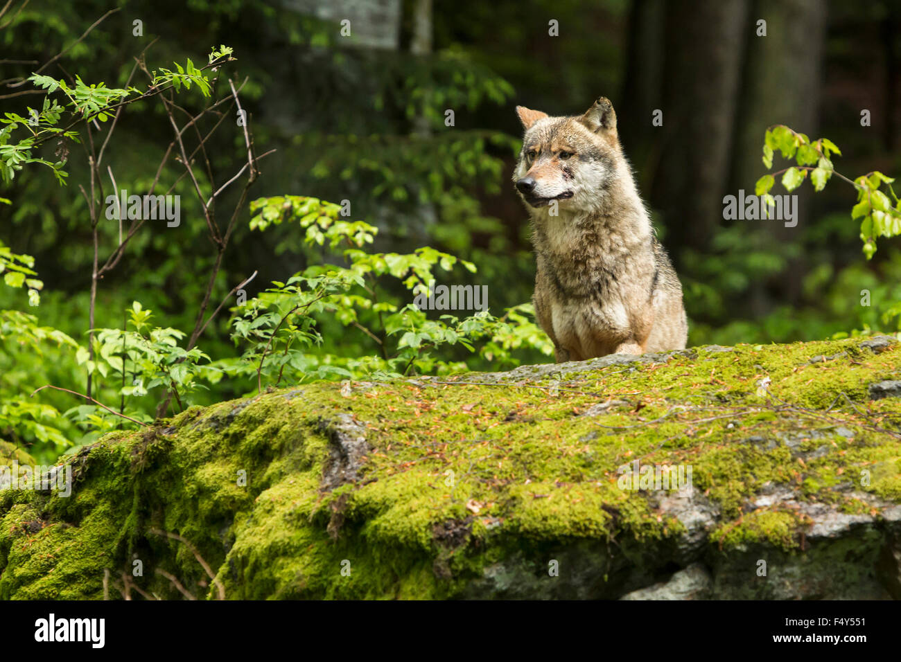 European wolf, Europaeischer Wolf, Canis lupus, wolf, CZECH REPUBLIC. Stock Photo