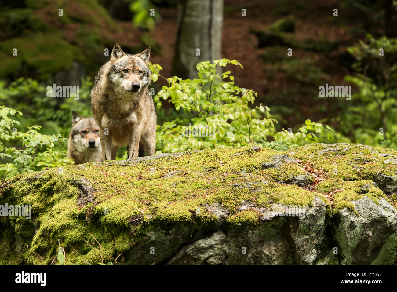European wolf, Europaeischer Wolf, Canis lupus, wolf, CZECH REPUBLIC. Stock Photo