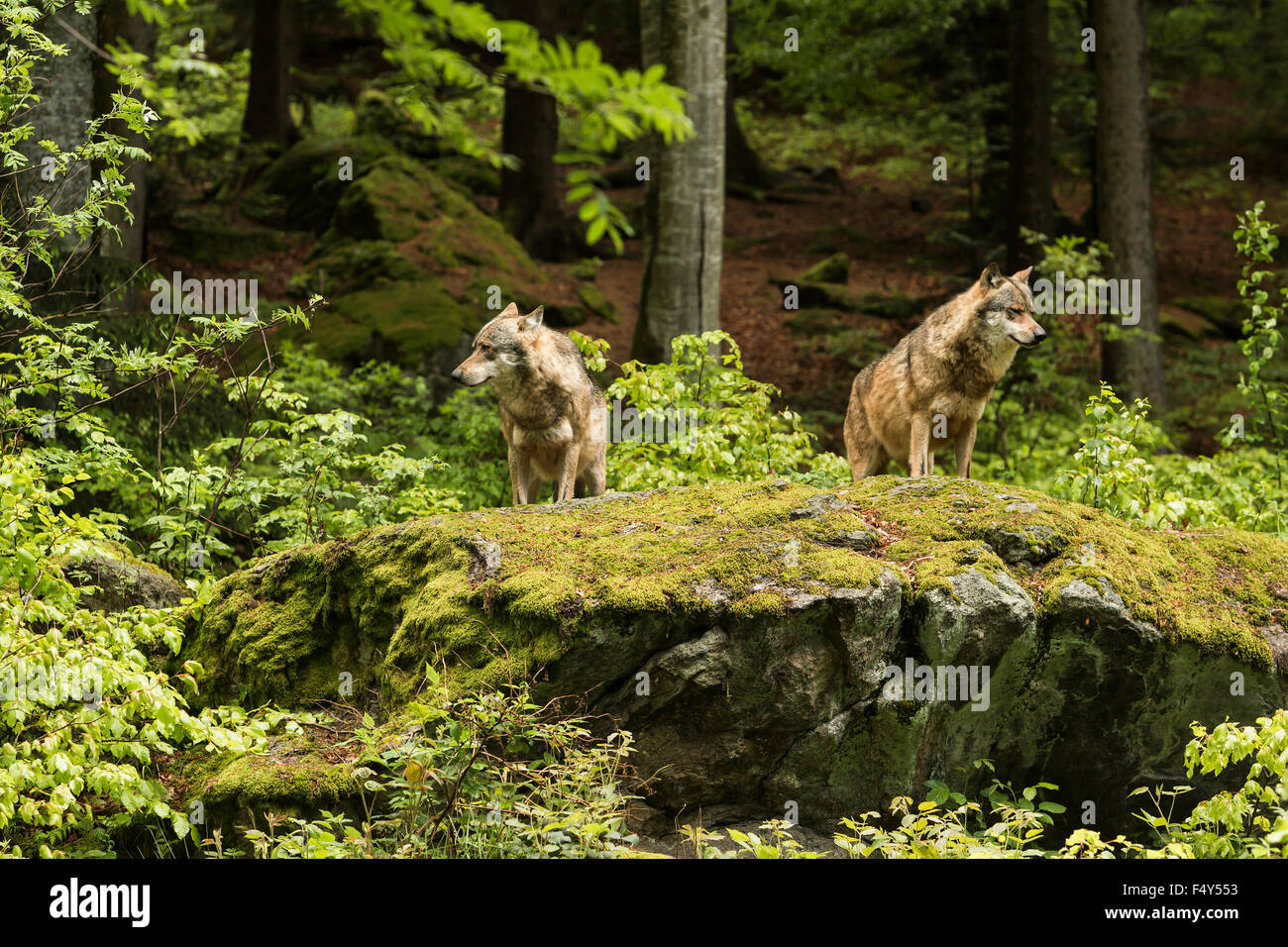 Two wolves on a rocky plateau lie in wait for prey, Canis lupus, wolf, CZECH REPUBLIC. Stock Photo