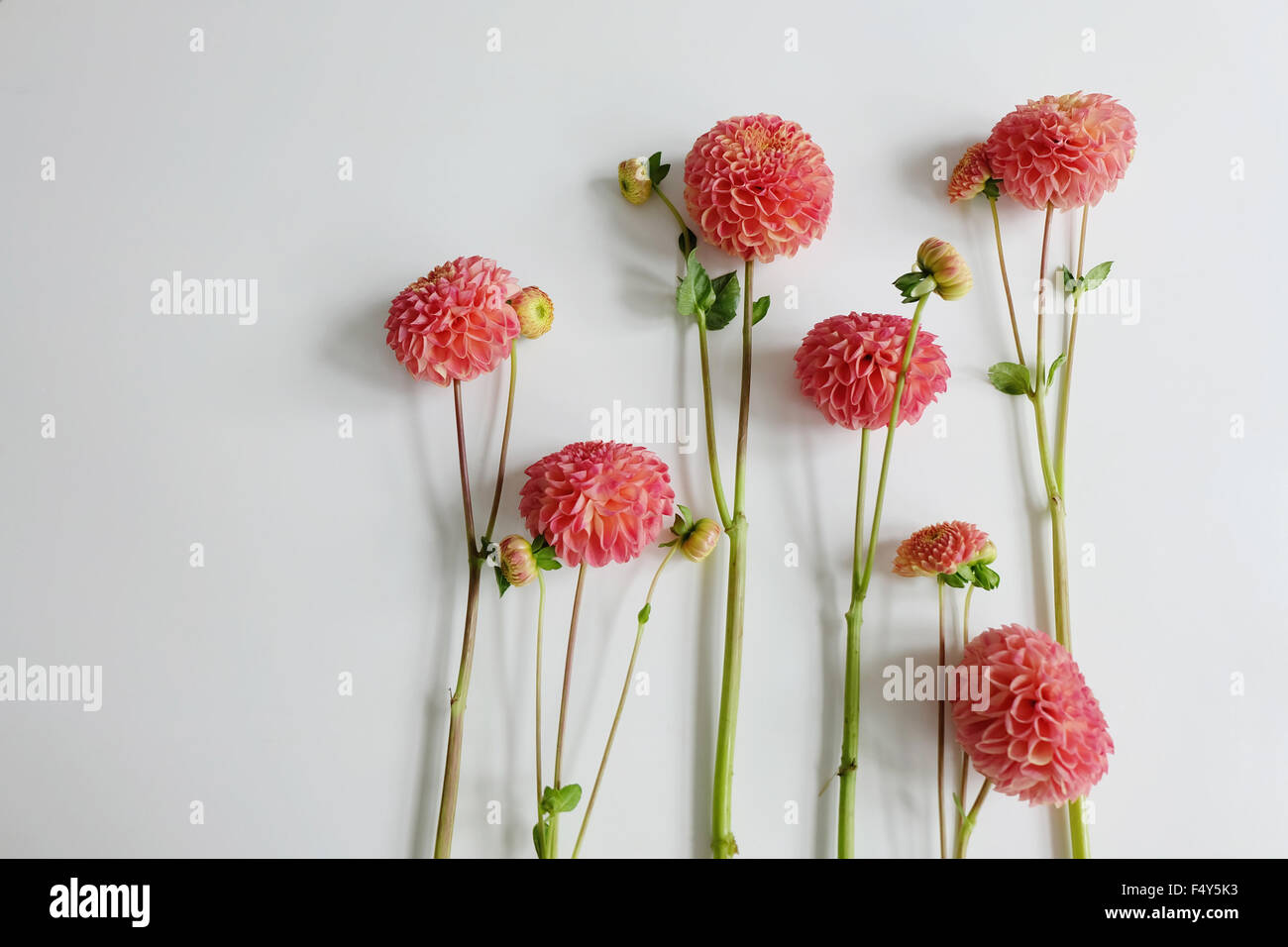 Row of pink dahlias on white Stock Photo - Alamy