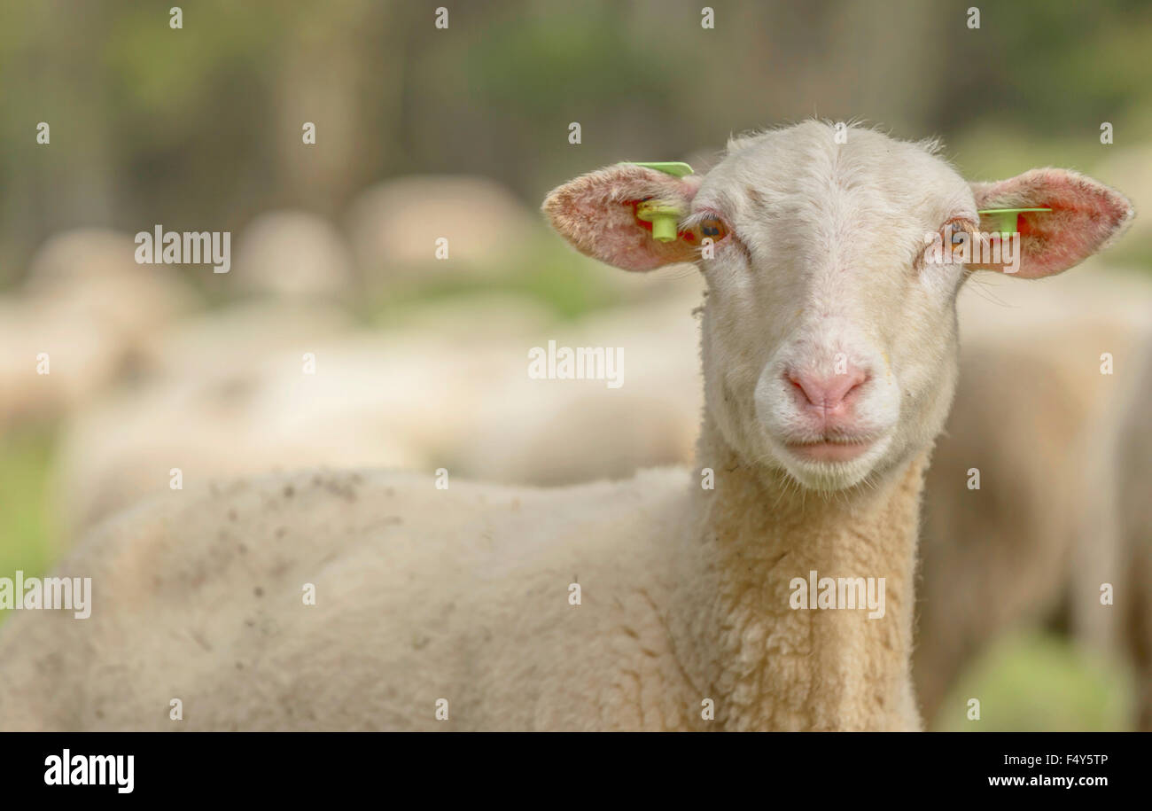 Portrait of a Kempen ( Kempisch ) moorland sheep in Amsterdamse Waterleidingduinen, Bloemendaal, North Holland, The Netherlands. Stock Photo