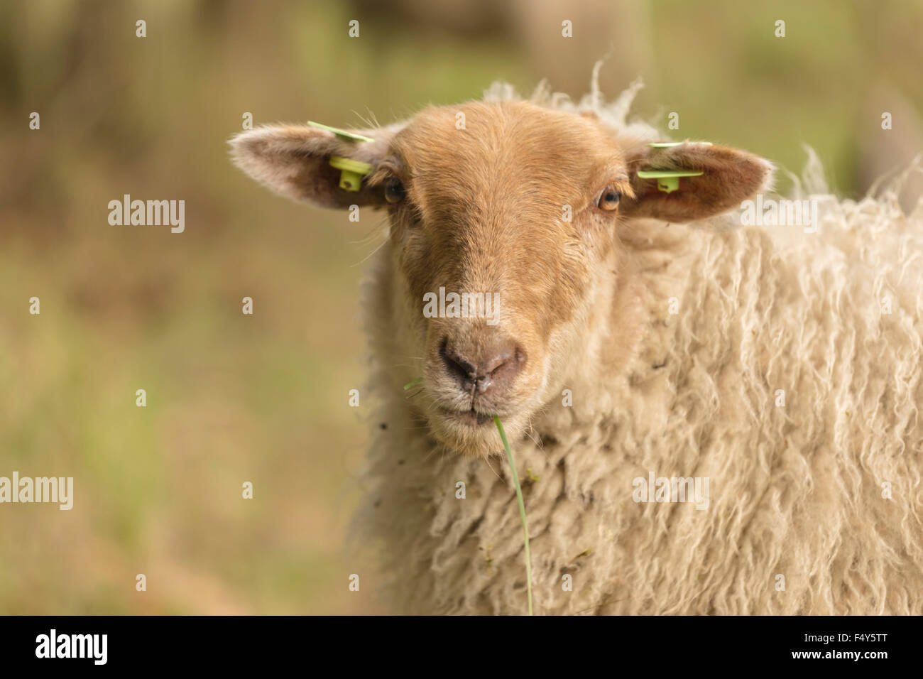 Portrait of a Kempen ( Kempisch ) moorland sheep in Amsterdamse Waterleidingduinen, Bloemendaal, North Holland, The Netherlands. Stock Photo
