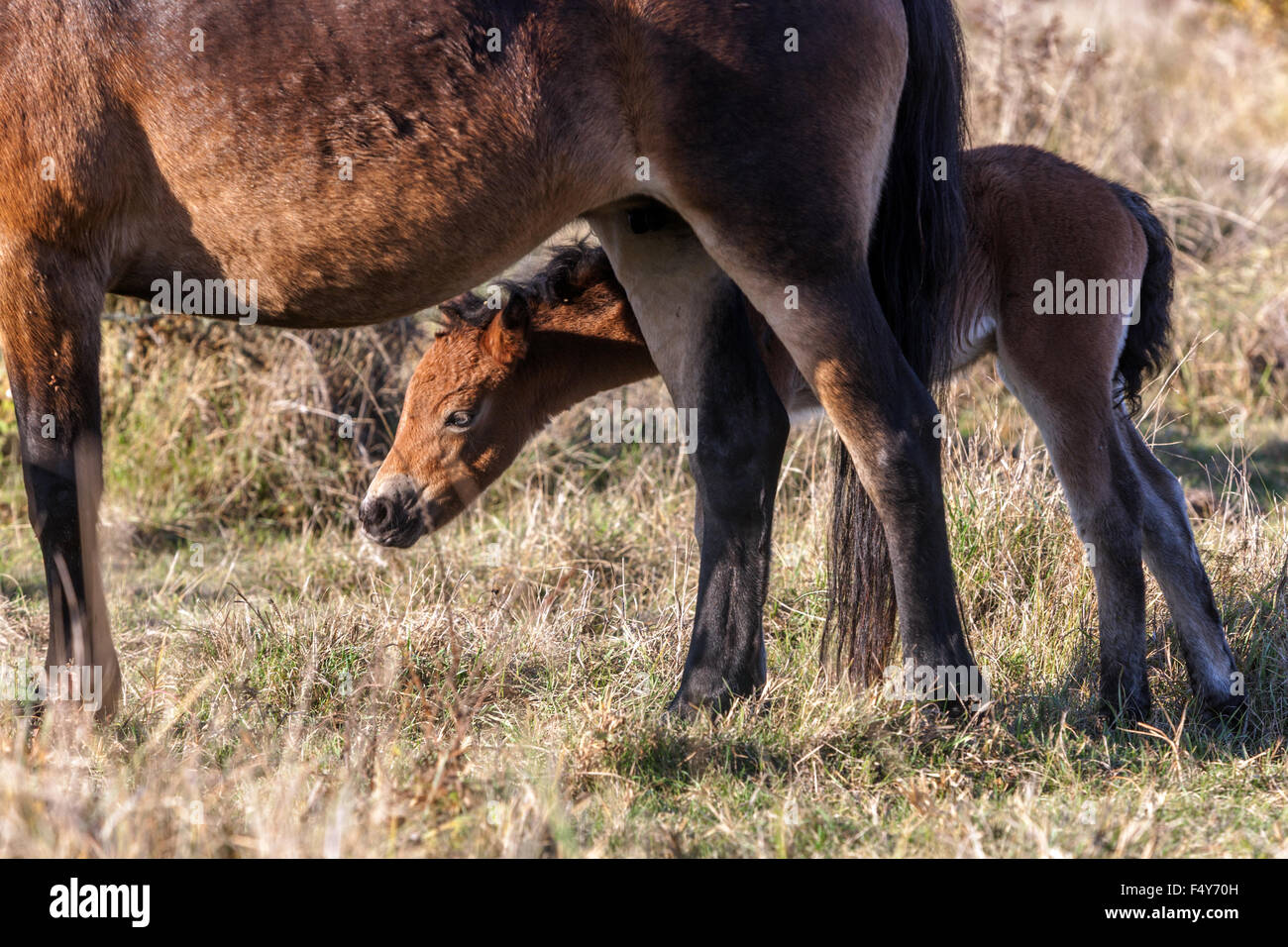 Exmoor foal ponies, A mare with a newborn foal, Czech Republic, ponies from Exmoor UK Stock Photo