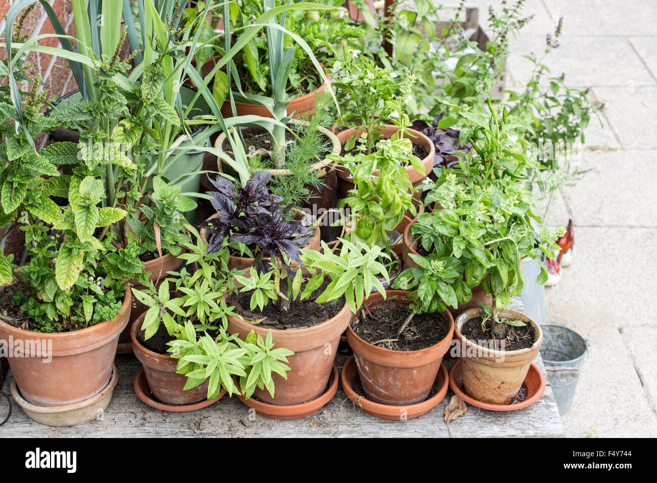 Flower pots with herbs and vegetables Stock Photo Alamy