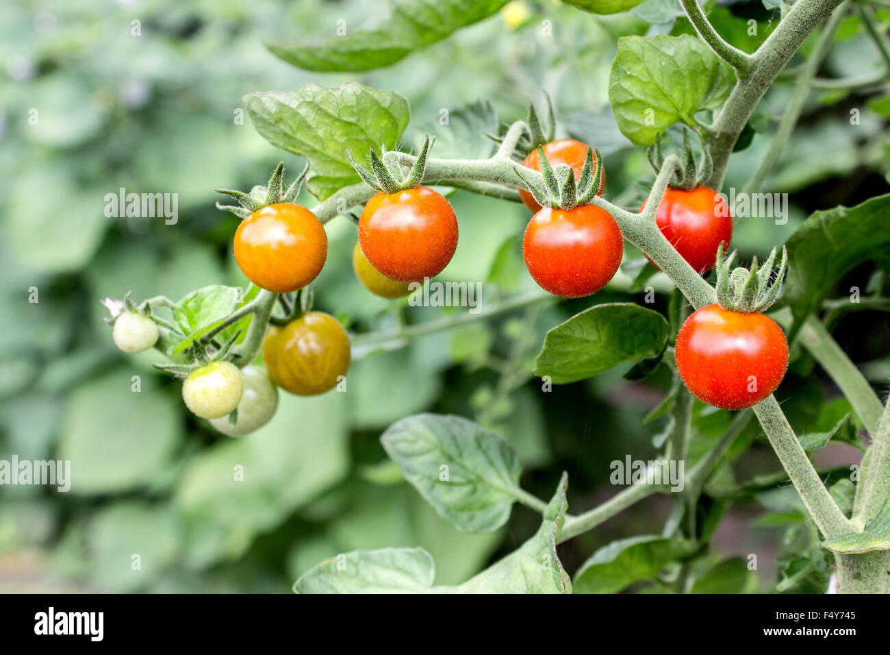 Cluster tomato with green and red fruit Stock Photo