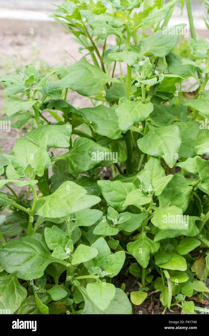 New Zealand Spinach in a garden Stock Photo