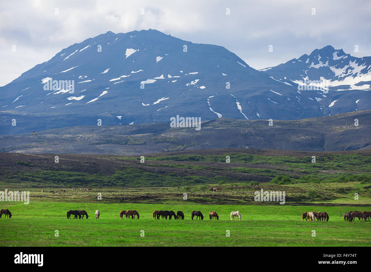 Icelandic Horses in a field Stock Photo - Alamy