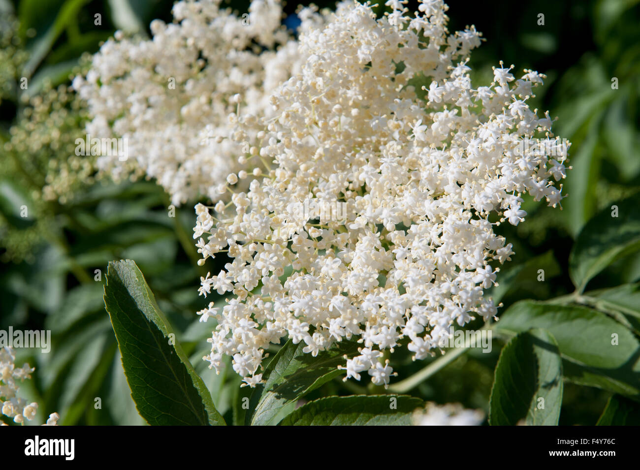 Sambucus nigra white blossoms closeup, flowering medicinal shrub plant in the family Adoxaceae, deciduous tree called elder, ... Stock Photo