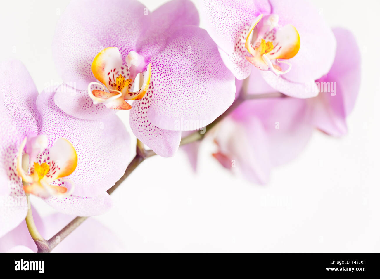 Pink speckled Orchid flowers, blooming macro flowering plant detail in the Orchidaceae family, white yellow flower pink blotchy Stock Photo
