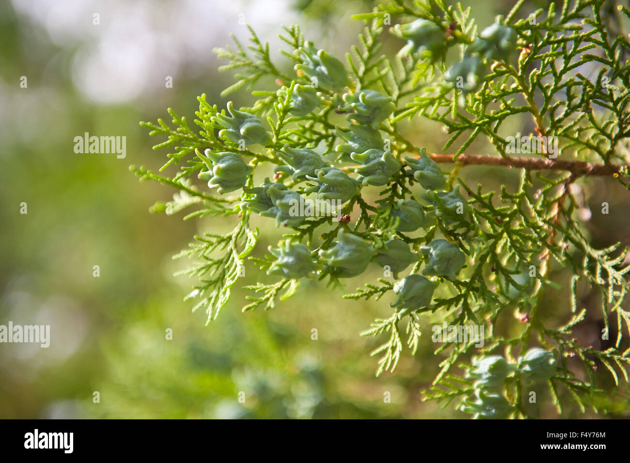 Thuja twig with cones in July, fresh green shoots on the coniferous tree twigs closeup, plant grow in Poland, horizontal ... Stock Photo
