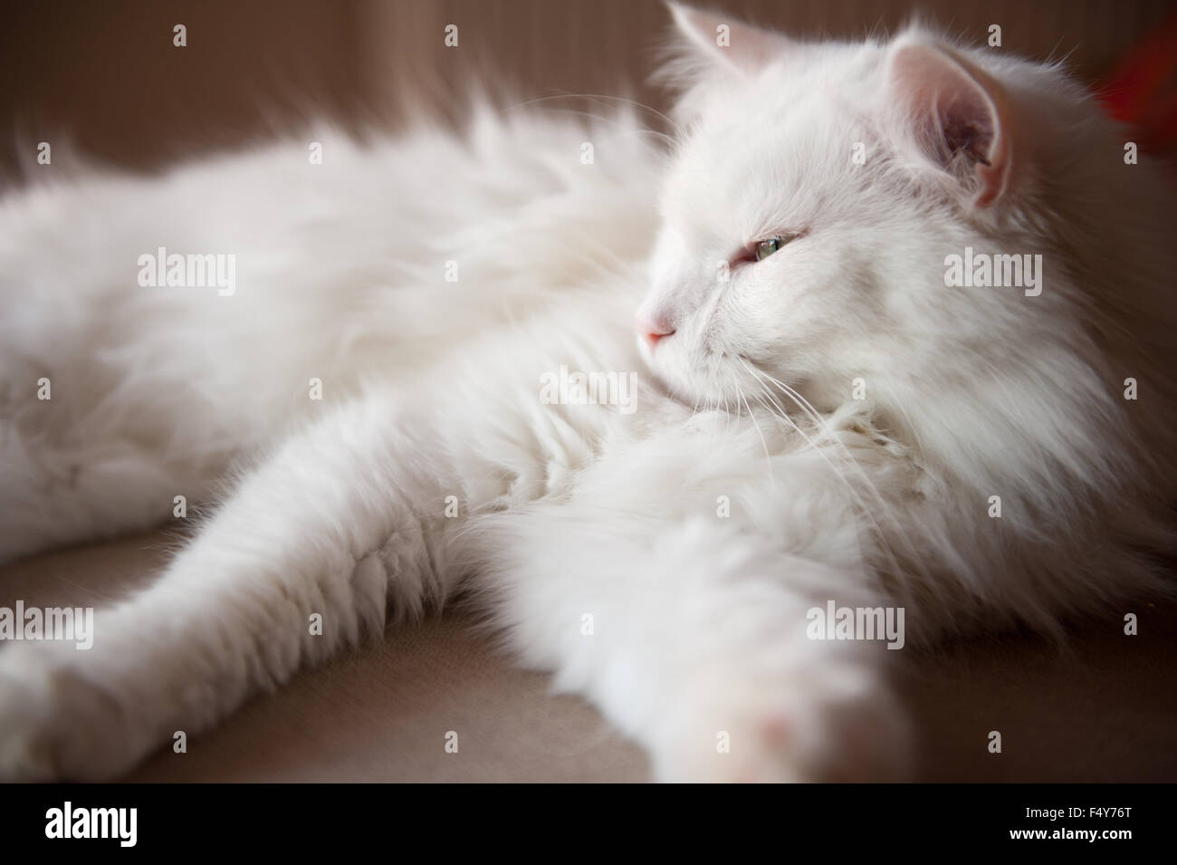 Turkish Angora sleepy cat, Ankara kedisi or Ankara cat, domestic breed white long hair cat portrait, animal lying in horizontal Stock Photo