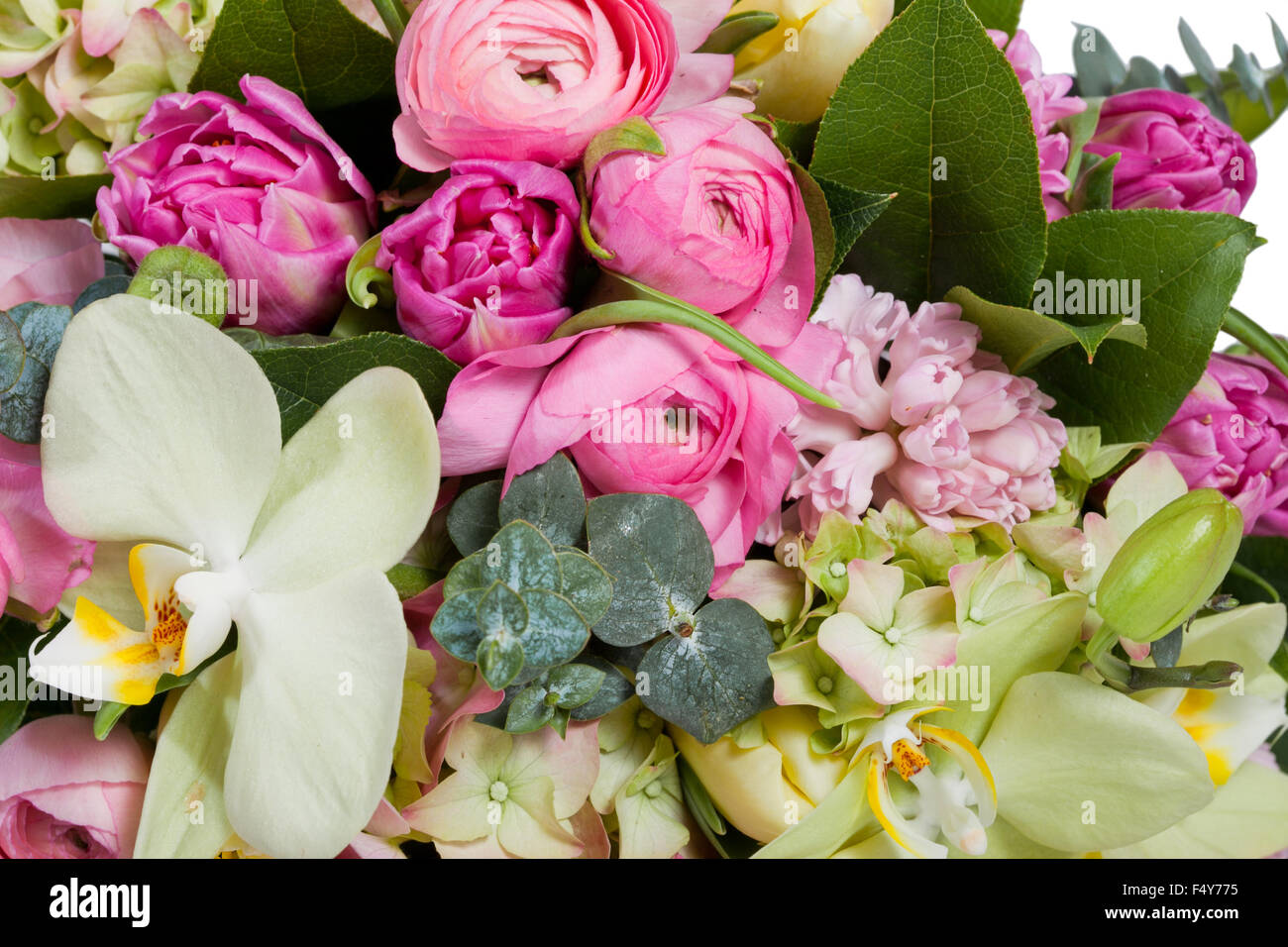 flowers isolated on white background Stock Photo - Alamy