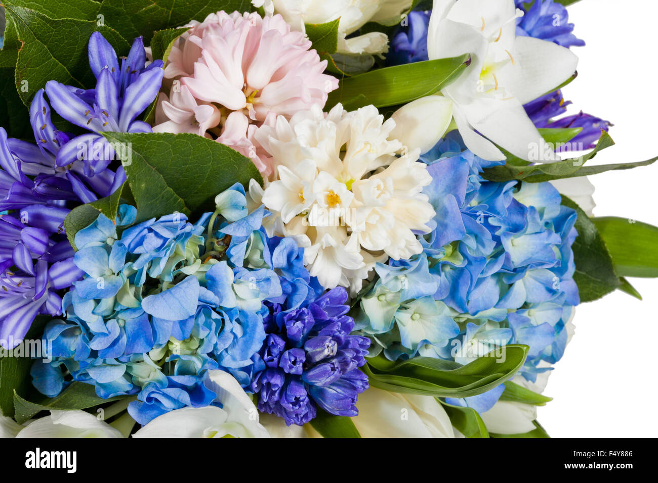 flowers isolated on white background Stock Photo - Alamy