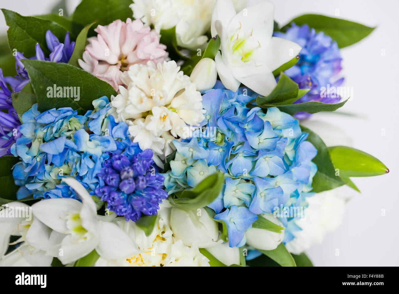 flowers isolated on white background Stock Photo - Alamy