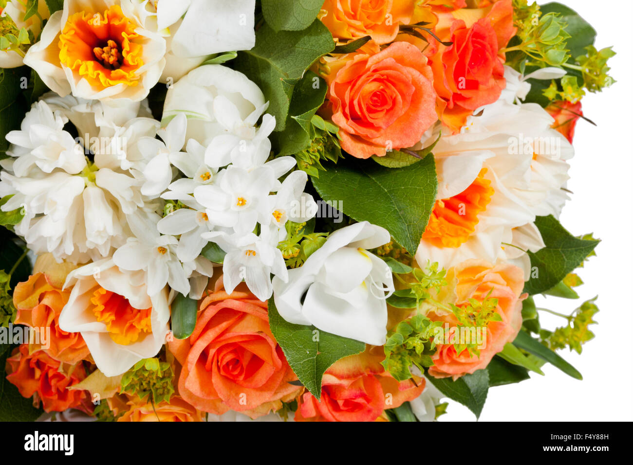flowers isolated on white background Stock Photo - Alamy