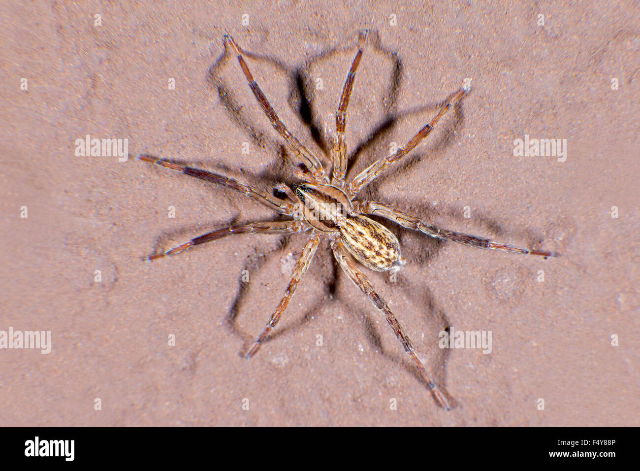 Small wolf spider on a concrete wall Stock Photo