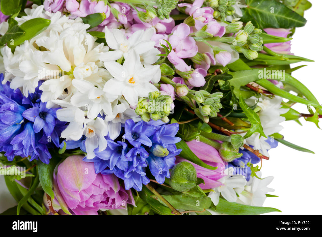 flowers isolated on white background Stock Photo - Alamy