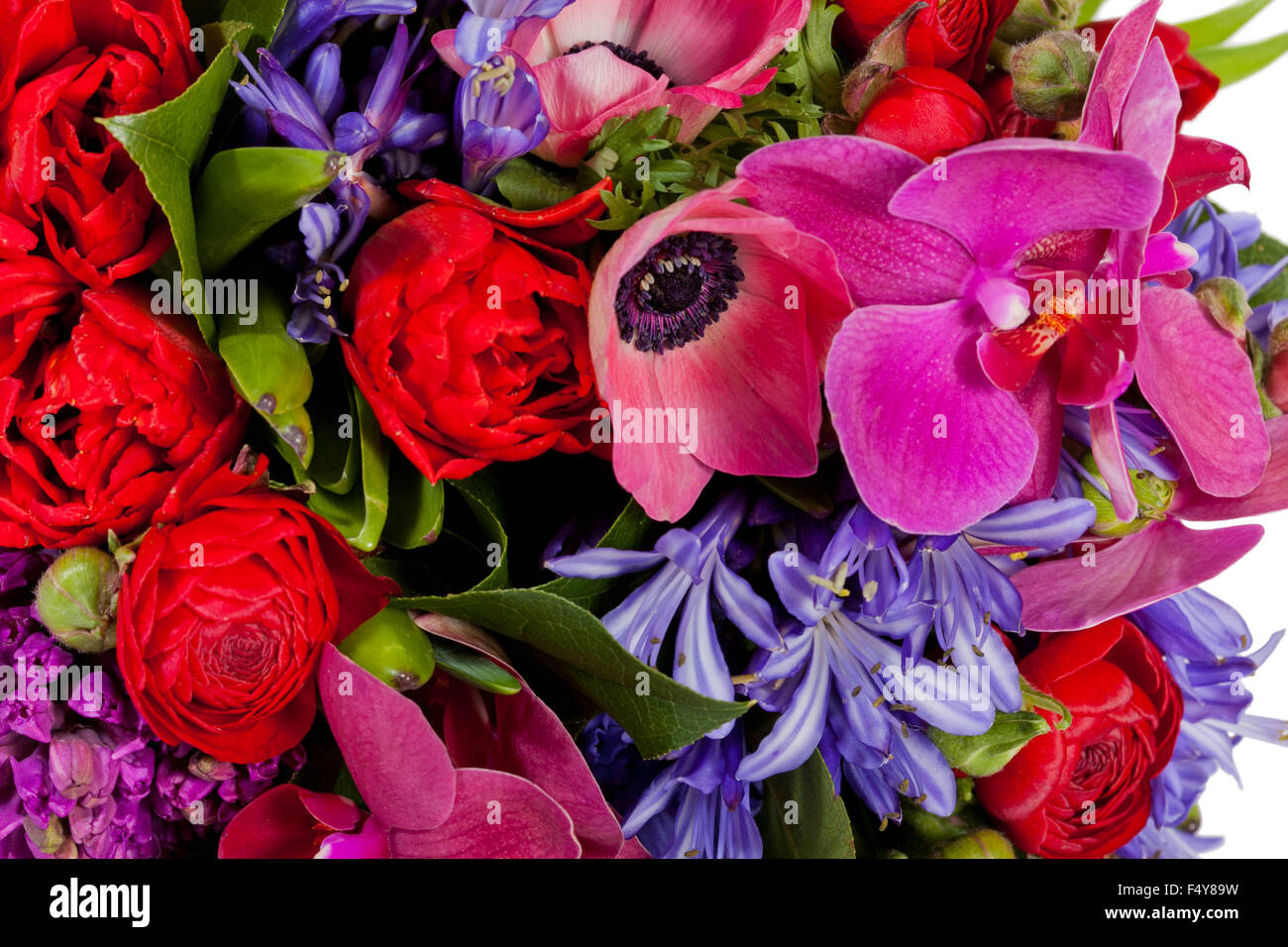 flowers isolated on white background Stock Photo - Alamy