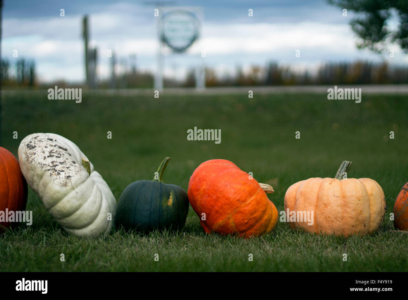A line of pumpkins Stock Photo - Alamy