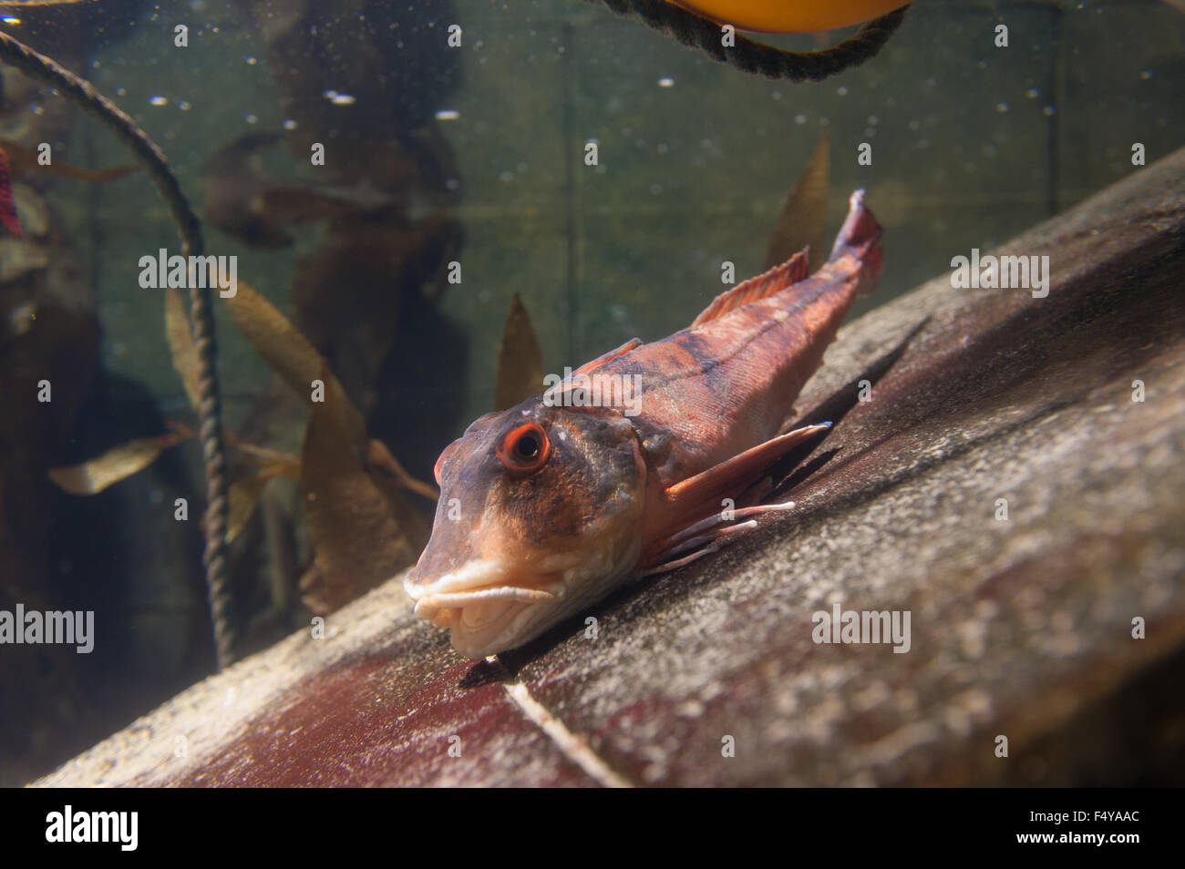 Tub gurnard resting on hull of sunken metal ship breathing and flushing water through gills Stock Photo