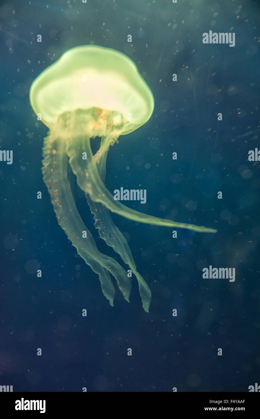 slowly moving jellyfish with many fine hanging tentacles arms to catch prey copepods larvaceans Stock Photo