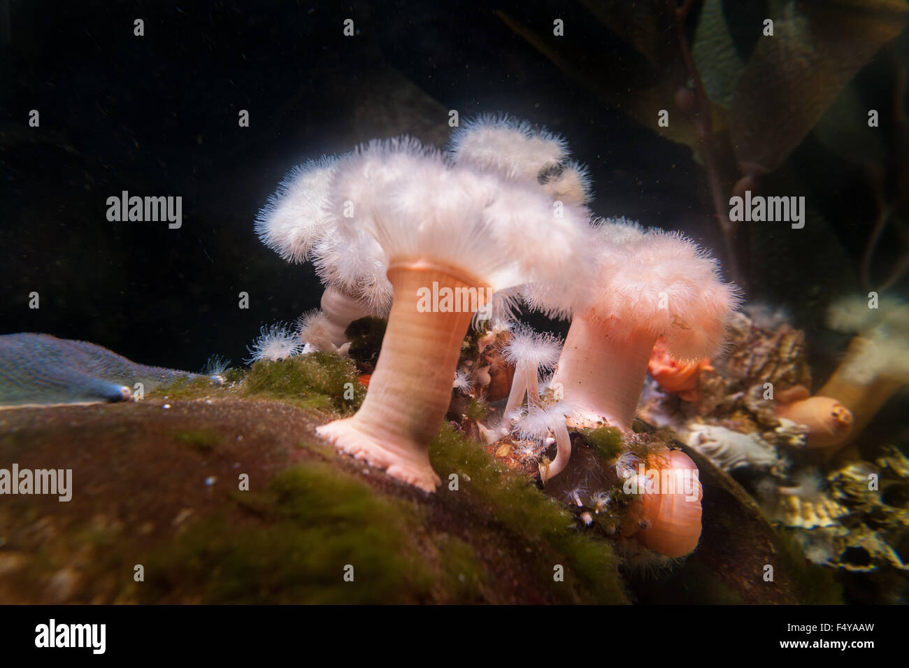 plumose anemones masses of fine thin tentacles waving slowly in water currents catch food like trees or forest on ocean floor Stock Photo