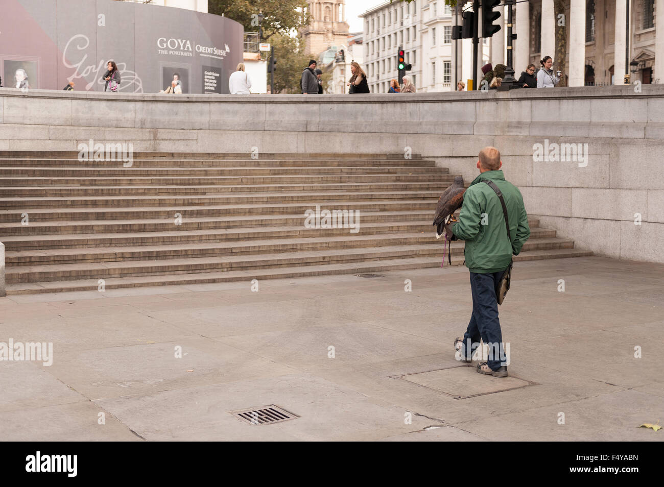 keeping the pigeons under control in Trafalgar Square a falconer with