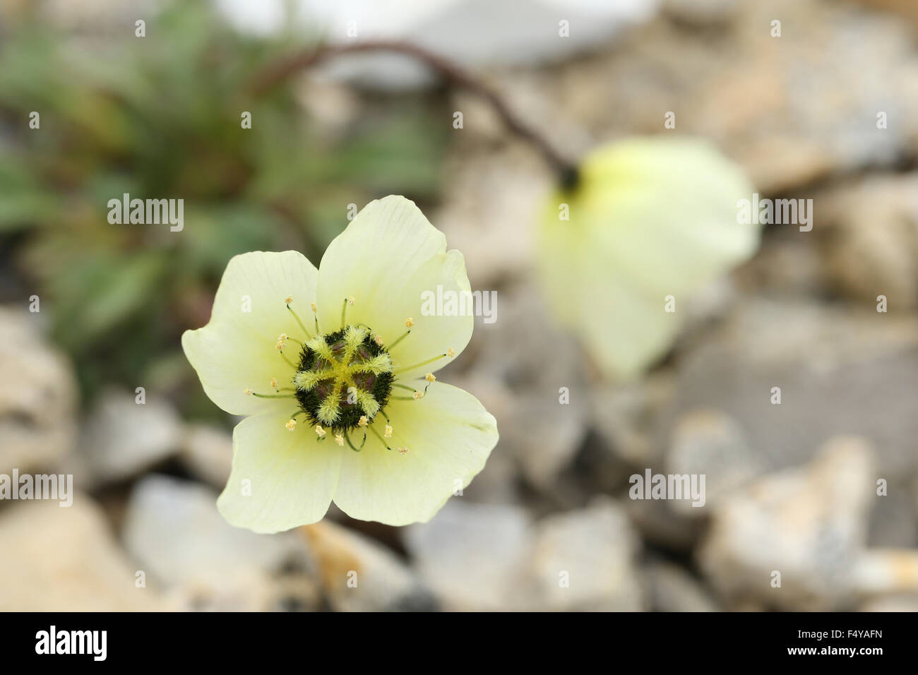 Arctic, Svalbard, Zeipelodden. Overhead shot of Arctic Poppy.  Appears in coat of arms of Nunavut. Stock Photo