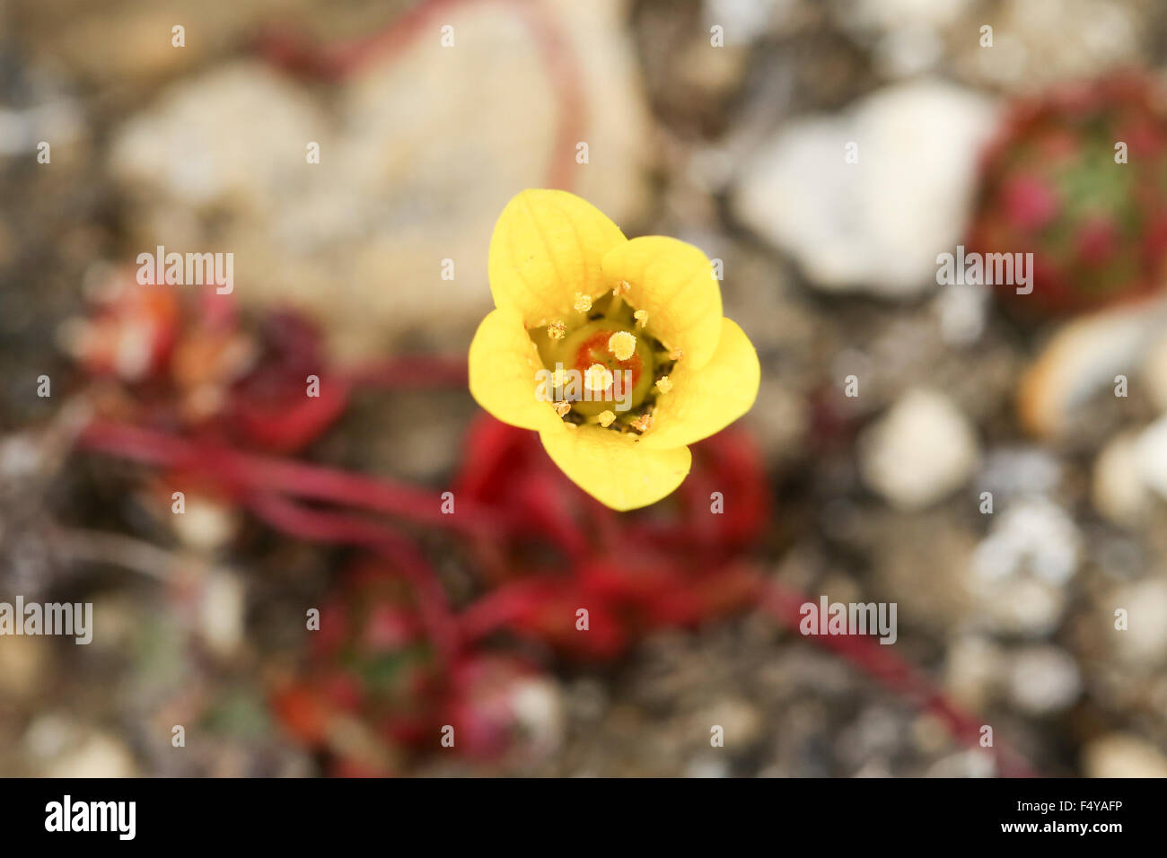 Arctic, Svalbard, Zeipelodden. Spider Saxifrage, native to the high arctic. Stock Photo