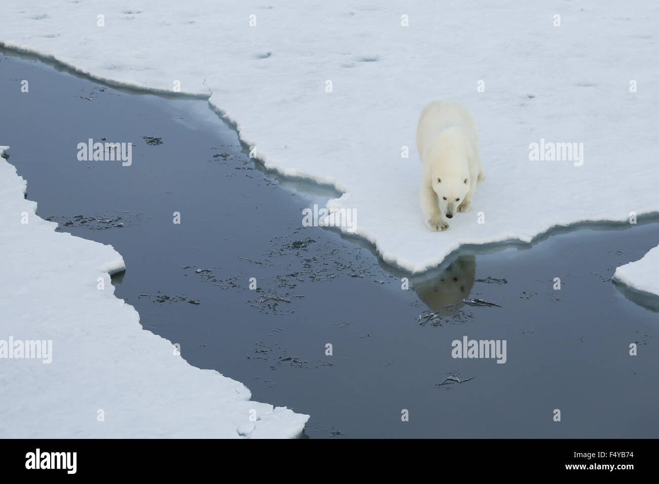 Greenland, Scoresby Sound, polar bear walks to edge of sea ice, reflection of bear in water. Stock Photo