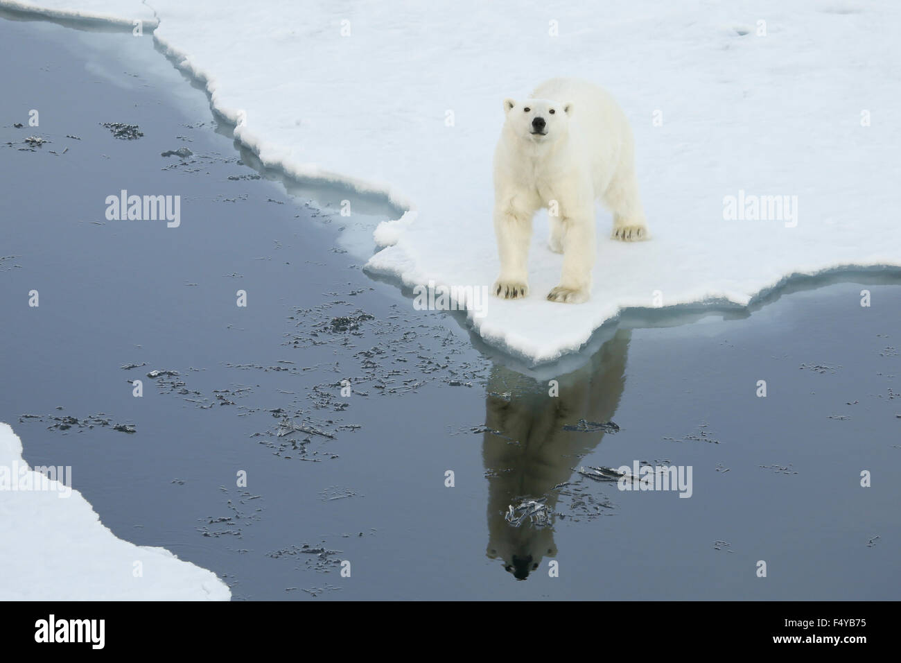 Greenland, Scoresby Sound, polar bear stands on the edge of sea ice, looking up with reflection in the water. Stock Photo
