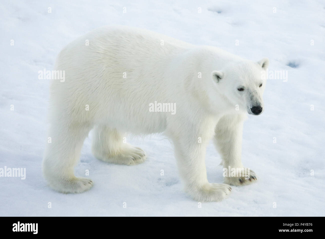 Greenland, Scoresby Sound, polar bear standing on sea ice. Stock Photo