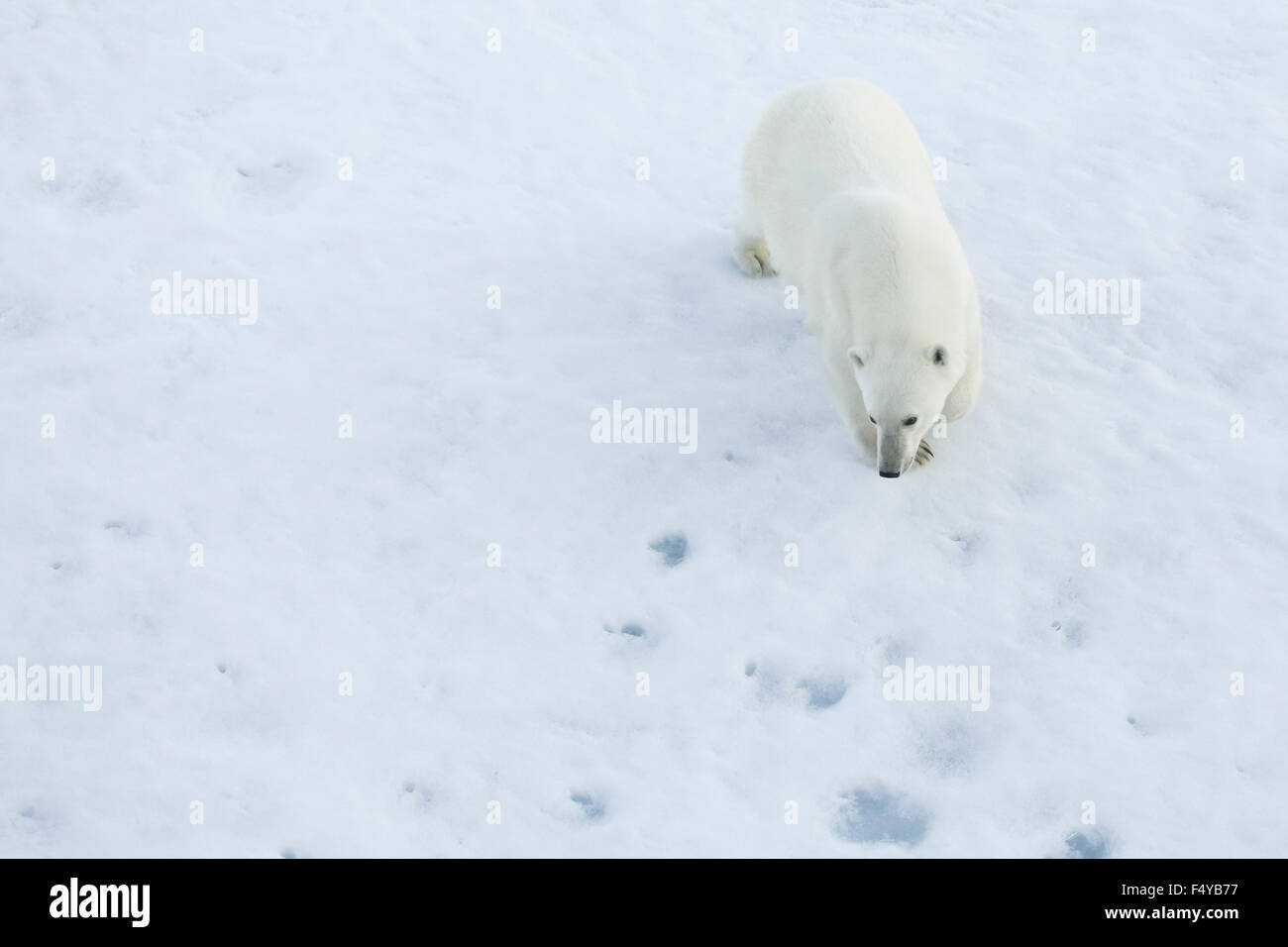 Greenland, Scoresby Sound, polar bear standing on sea ice. Stock Photo