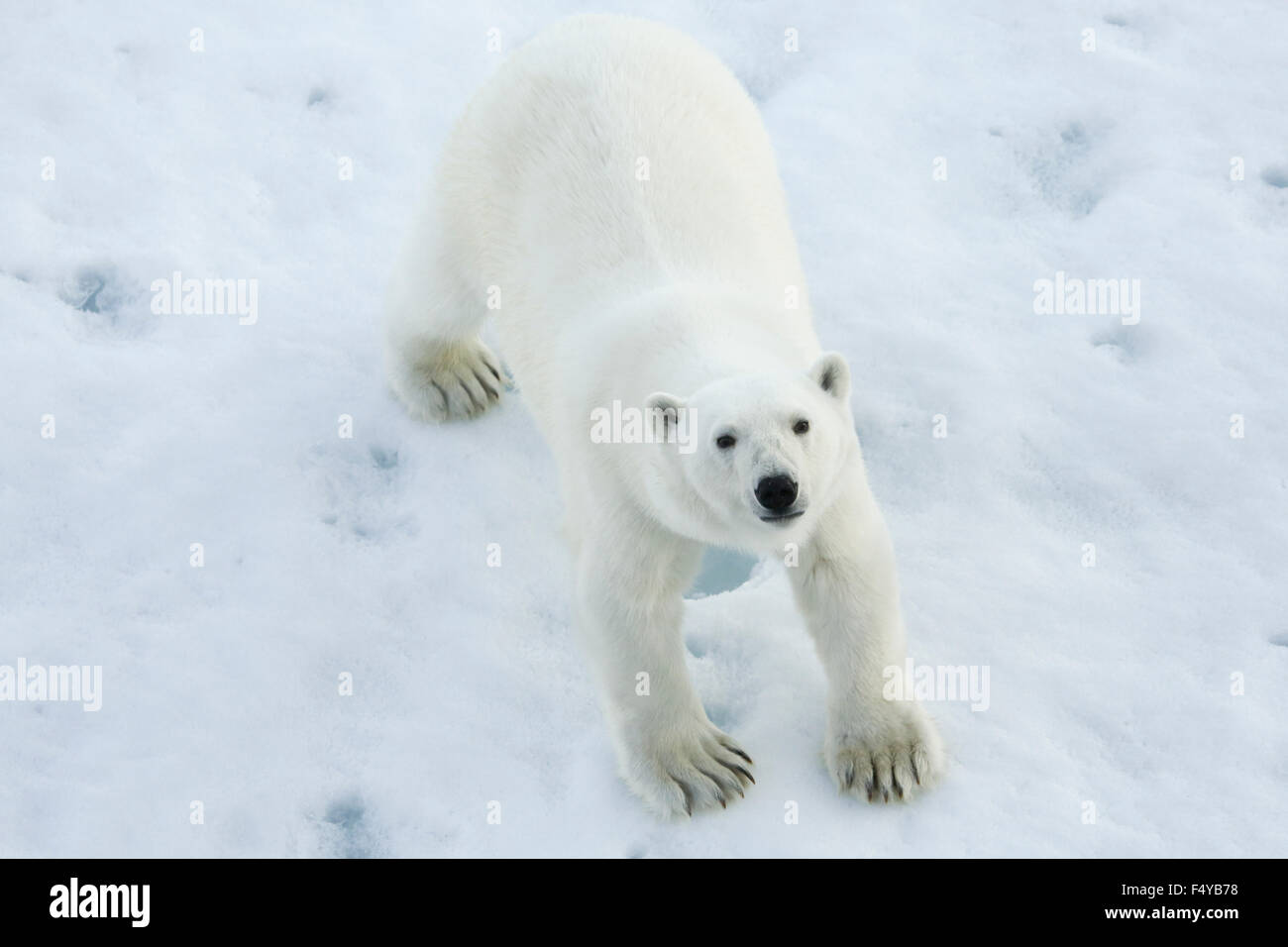 Greenland, Scoresby Sound, looking down at polar bear looking up on ice. Stock Photo