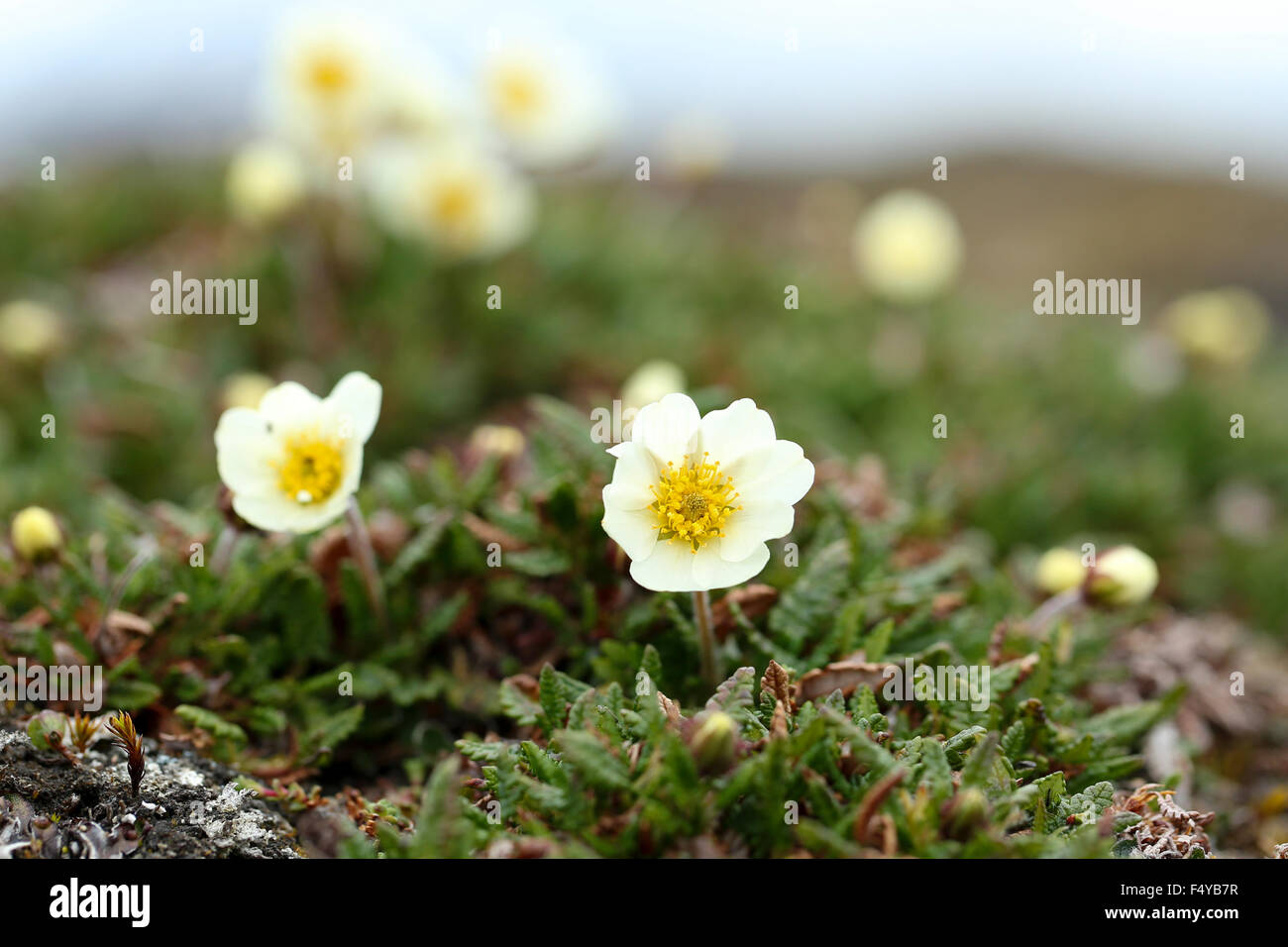 Arctic, Svalbard, Faksevagen. Group of flowering mountain avens (Dryas octopetala). Stock Photo